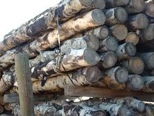 white bark, aspen, log, tree, display